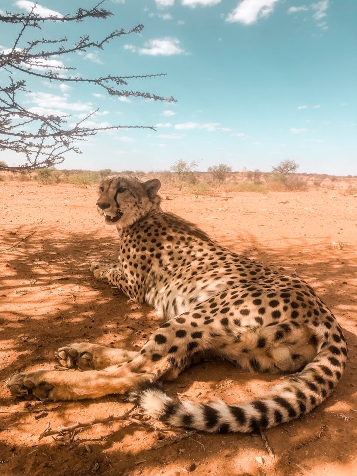 A cheetah rests peacefully under the African sun in Namibias vast desert. Perfect wildlife capture.