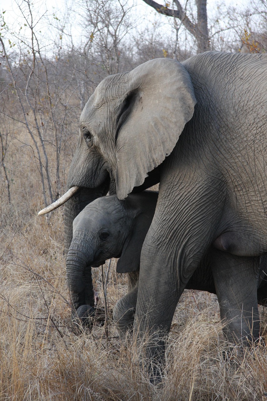duluni, south africa, safari, elephants, gray elephant