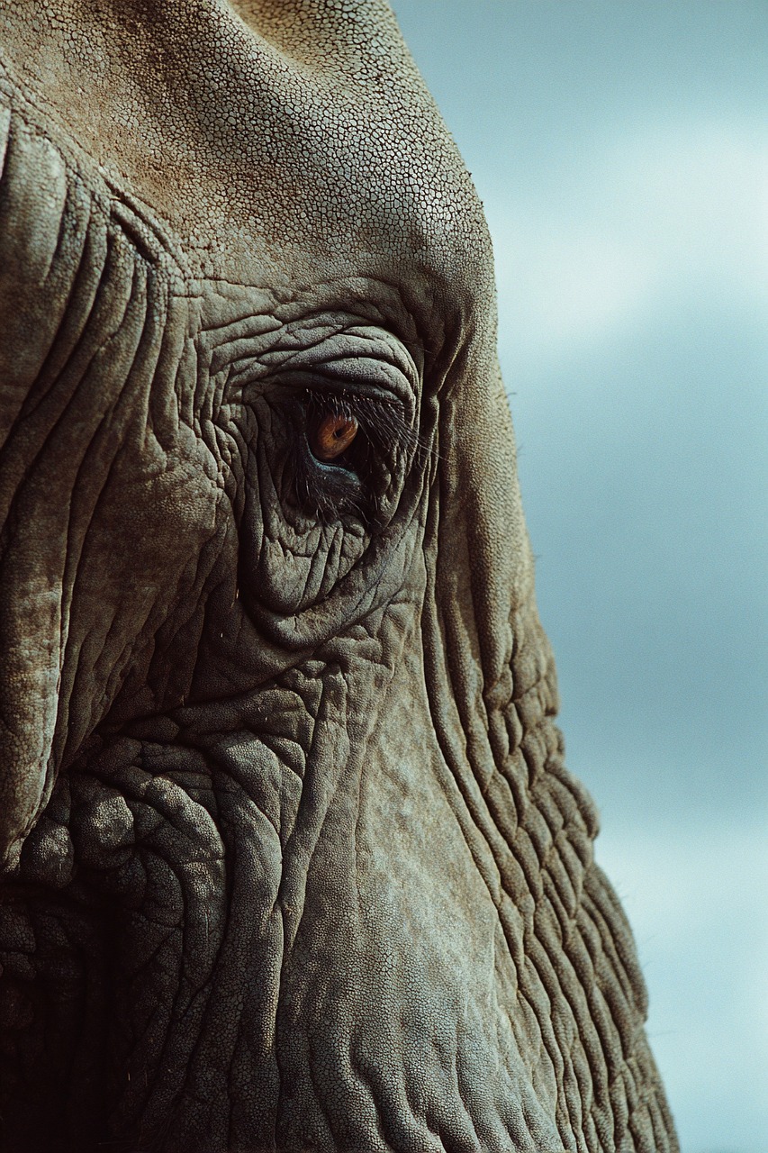 elephant, nature, africa, safari, wildlife, elephants, animal