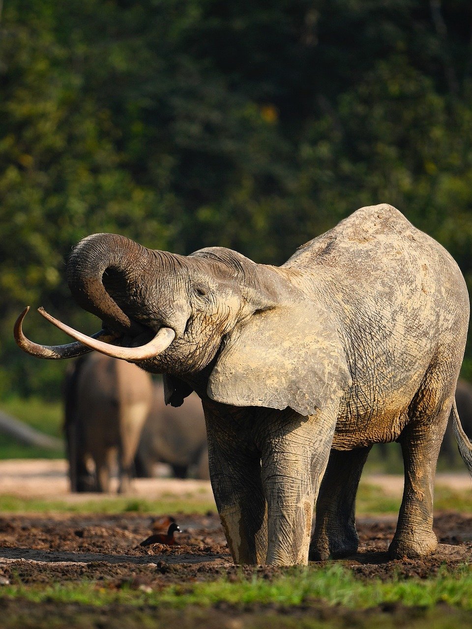 elephant, nature, wildlife, safari, animal, mammal, pachyderm, trunk, man, africa, wilderness, india, cute