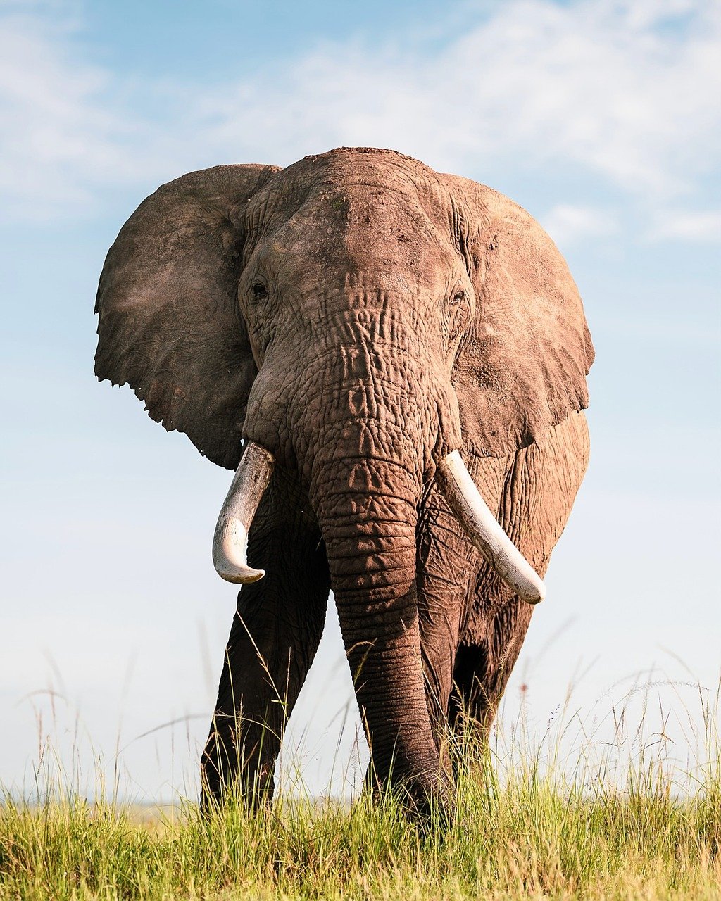 elephant, nature, wildlife, safari, animal, mammal, pachyderm, trunk, man, africa, wilderness, india, cute
