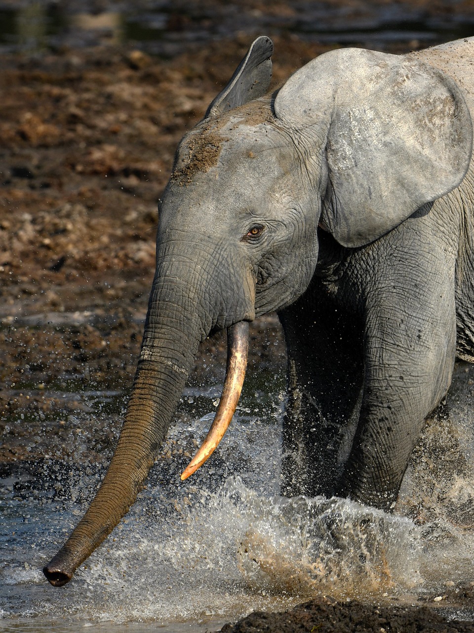 elephant, nature, wildlife, safari, animal, mammal, pachyderm, trunk, africa, wilderness, india, cute
