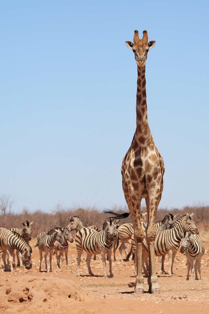 giraffe, zebras, etosha, namibia, africa, safari, wildlife, giraffe, giraffe, giraffe, giraffe, giraffe, wildlife, wildlife