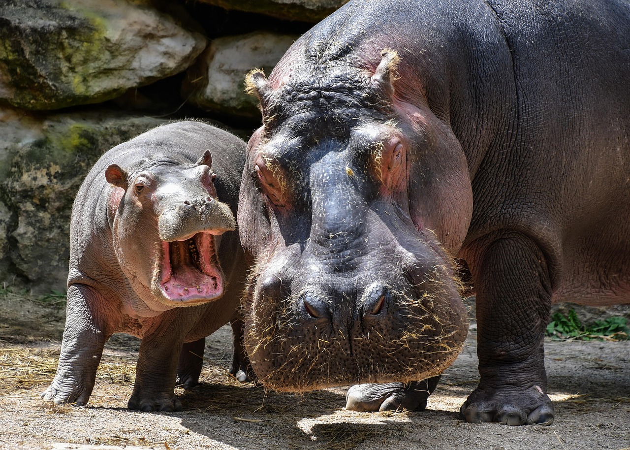 hippopotamus, nature, hippo, mother, baby, young, animals, wildlife, wilderness, pachyderm, wild animals, mammals