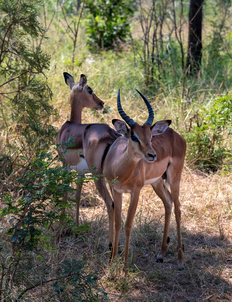 impala, antelope, gazelle, africa, wildlife, safari, animal, wild, nature