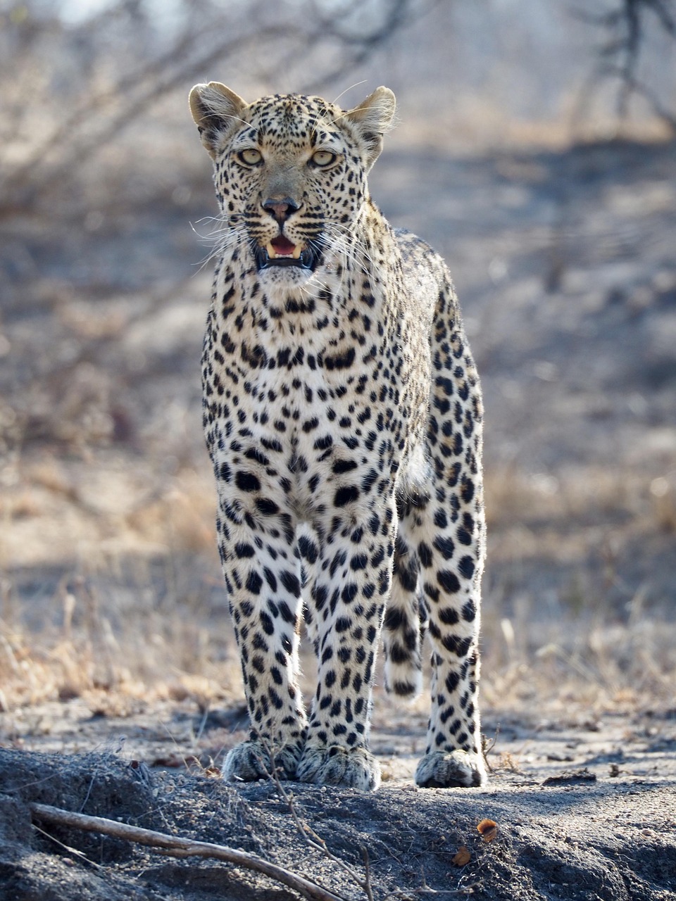 leopard, south africa, safari, wildcat, wild animals, wildlife, africa, big cat, leopard, leopard, leopard, leopard, leopard