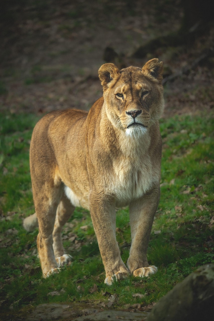 lion, feline, animal, africa, safari, mammal, cat, pet, nature, zoo