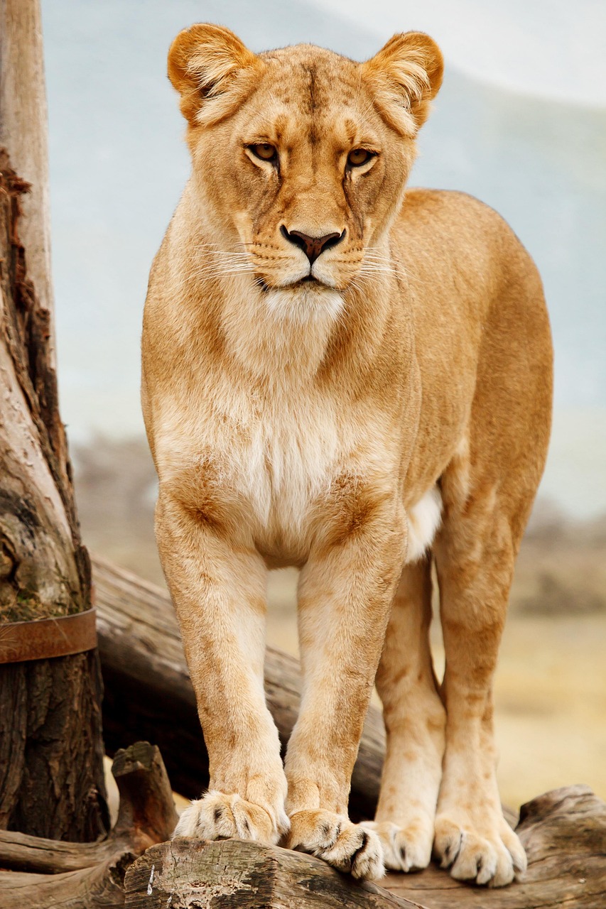lion, lioness, cat, wild cat, big cat, feline, wild animal, wilderness, wildlife, animal, carnivore, female lion, fur, pet, large, mammal, predator, safari, standing, wild, animal portrait, nature, animal world