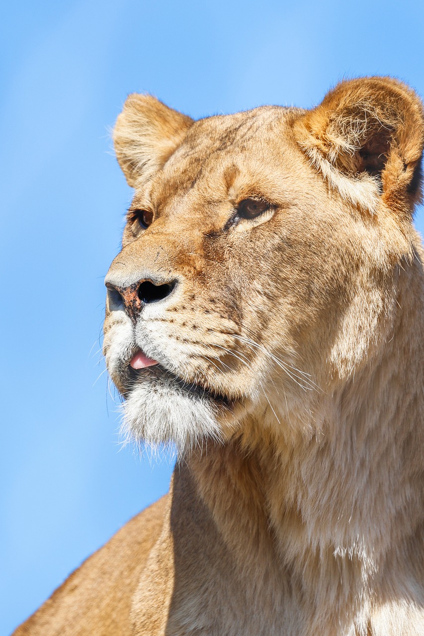 lion, nature, animal, predator