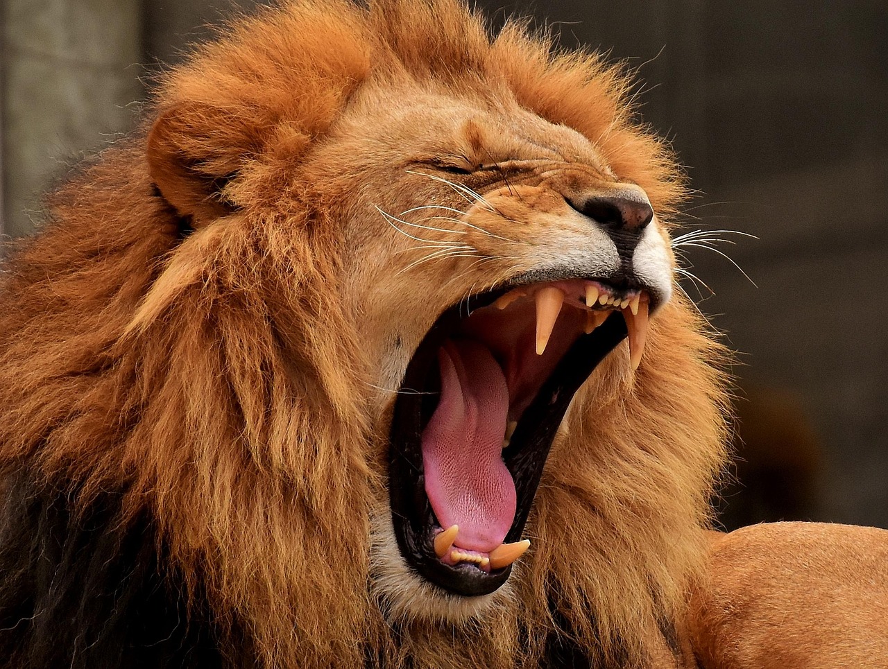 lion, nature, predator, mane, big cat, yawning, roar