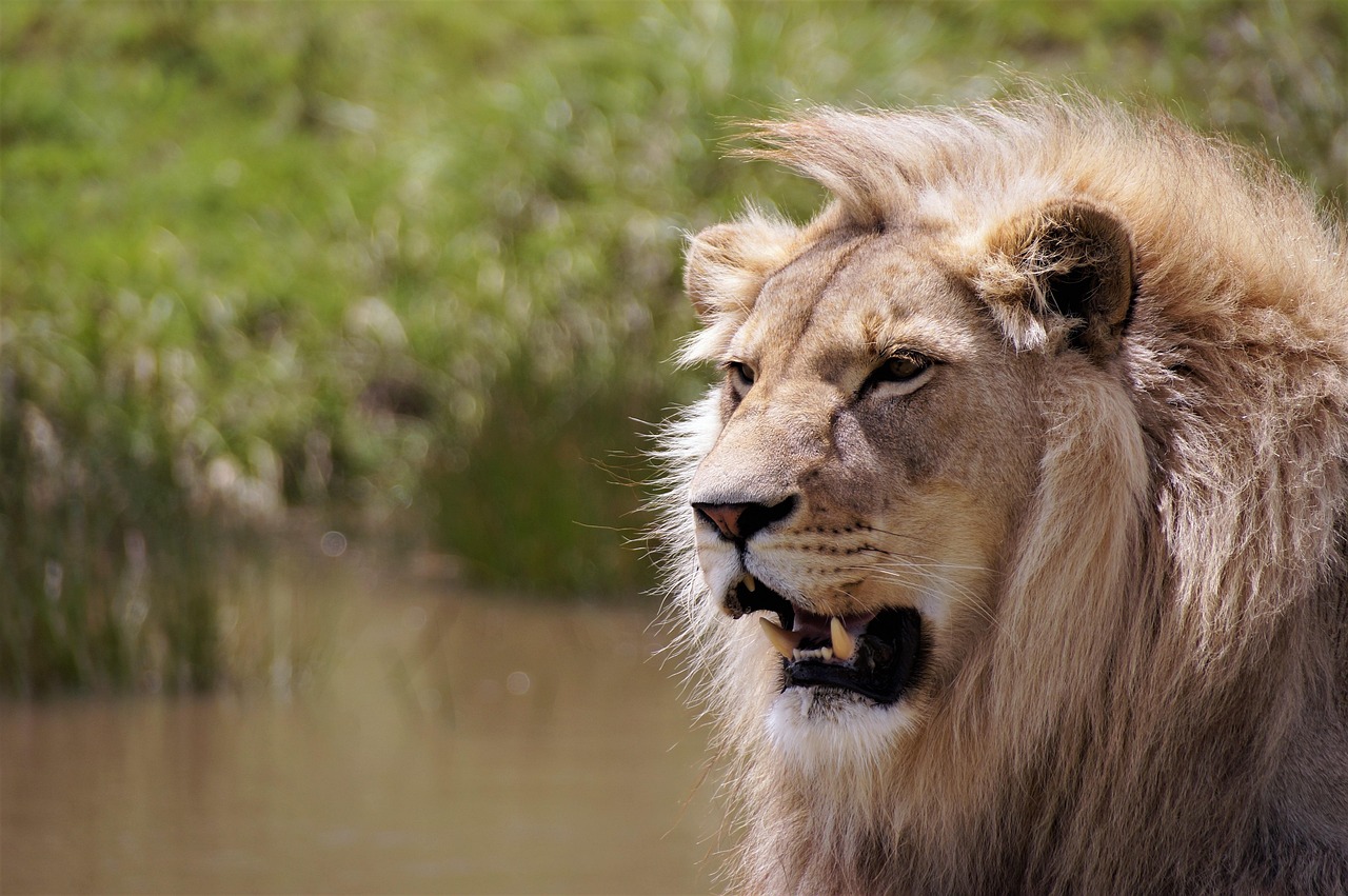 lion, south africa, wildlife, africa, safari, nature, predator, animal, fur, wildcat, lion, lion, lion, lion, lion