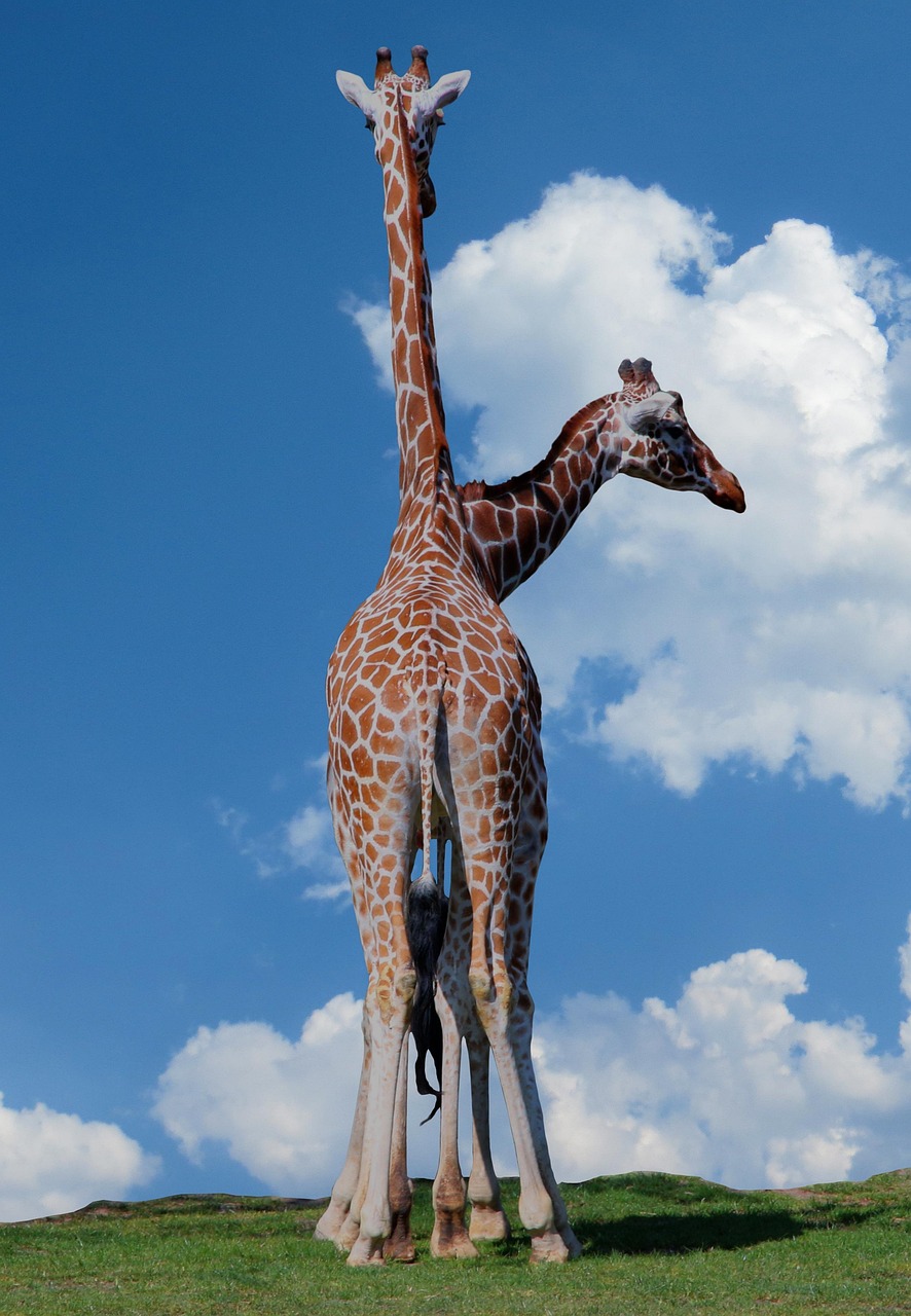 safari, giraffes, heads, zoo, africa, outlook