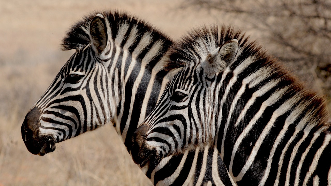 zebras, heads, stripes, striped, equines, wild, animals, nature, mammals, wild animals, animal world, wilderness, wildlife, wildlife photography, africa, zebra stripes, safari